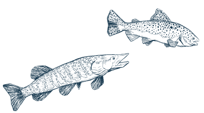 Poissons bleus
